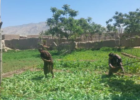 نابودی ۲۴ جریب کشتزار کوکنار در ولایت بغلان