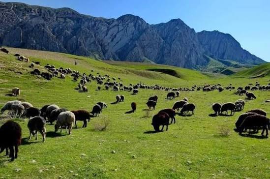 والی بدخشان: بیش از ۱۴ میلیون جریب علفچر عامه در بدخشان تثبیت شده است