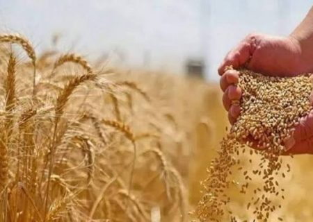 افزایش چشمگیر واردات گندم به افغانستان