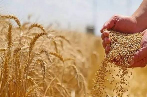افزایش چشمگیر واردات گندم به افغانستان