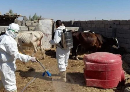فائو: با نزدیک‌شدن عید قربان خطر گسترش تب کانگو در افغانستان افزایش یافته است