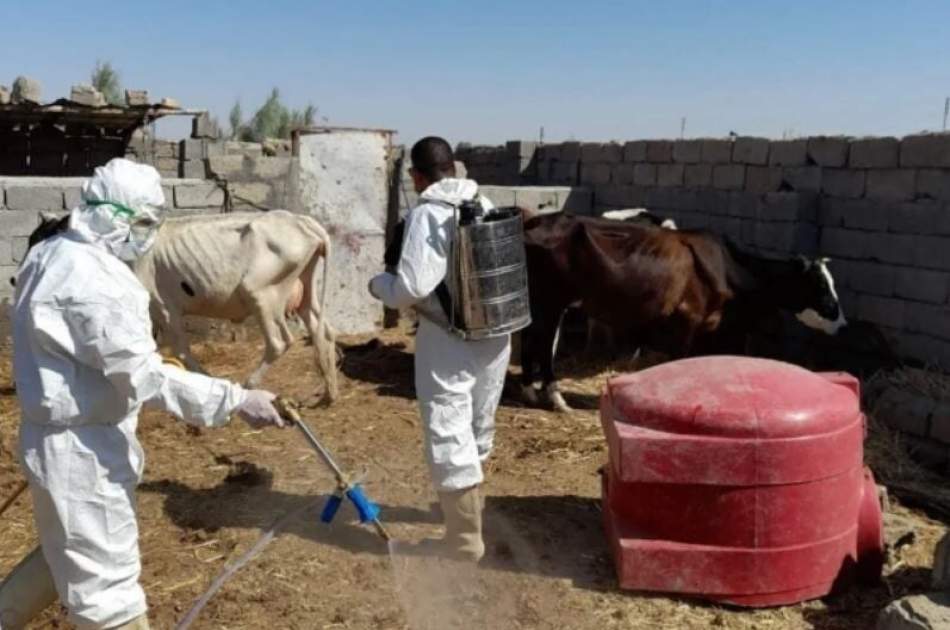 فائو: با نزدیکشدن عید قربان خطر گسترش تب کانگو در افغانستان افزایش یافته است
