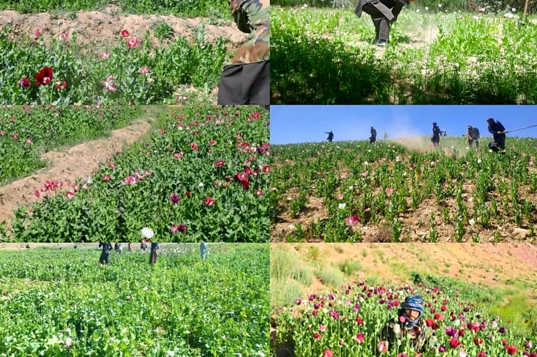 طالبان از تخریب ۲۳۰ جریب مزرعه کوکنار در غور خبر دادند