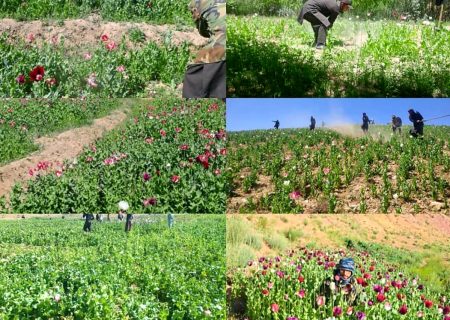 طالبان از تخریب ۲۳۰ جریب مزرعه کوکنار در غور خبر دادند