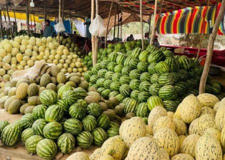 حاصلات خربوزه و تربوز در بغلان ۱۵ درصد افزایش یافت