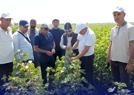 همکاری‌های زراعتی افغانستان و ازبیکستان برای توسعه کشت پنبه در قندوز گسترش می‌یابد