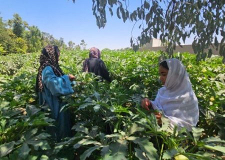 زنان دهقان در جوزجان با روش‌های نوین در برابر خشکسالی مقاومت می‌کنند