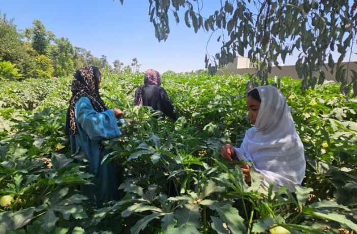 زنان دهقان در جوزجان با روشهای نوین در برابر خشکسالی مقاومت میکنند