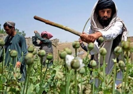 افزایش ۳۴۴ درصدی کشت خشخاش در بدخشان بر اساس گزارش سازمان ملل