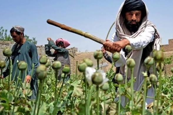 افزایش ۳۴۴ درصدی کشت خشخاش در بدخشان بر اساس گزارش سازمان ملل